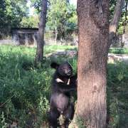Откуда берут начало Смольные водопады и что любит есть на ужин тигр, узнали старшеклассники Международной лингвистической школы