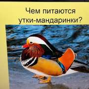 Ученики 4 класса Международной лингвистической школы заняли II место на региональном конкурсе «Приморье заповедное» 