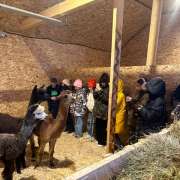 В гости к альпакам: ученики 5м2 класса Международной лингвистической школы побывали в контактном зоопарке