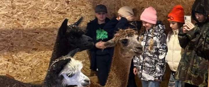 В гости к альпакам: ученики 5м2 класса Международной лингвистической школы побывали в контактном зоопарке